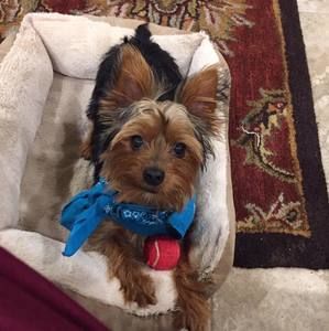 Meet your Posher, Laurel